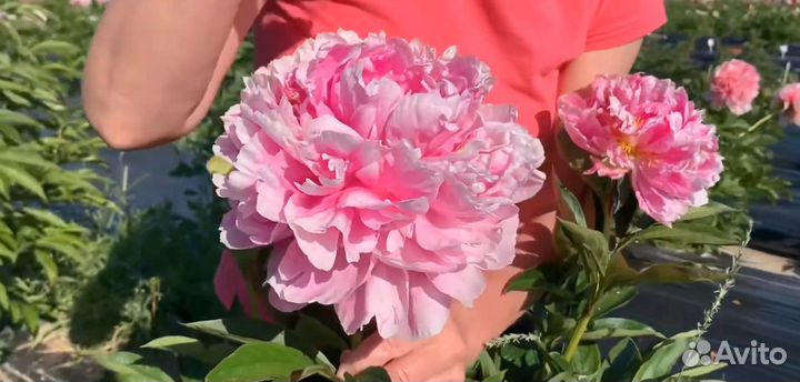 Пион Александр Флеминг, корневище