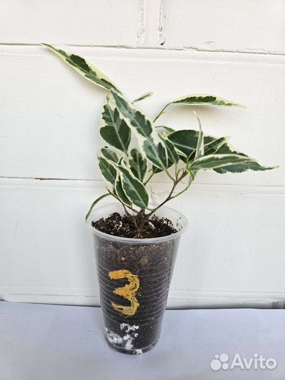 Фикус Пикси (Ретуза Дварф Альбомаргината)