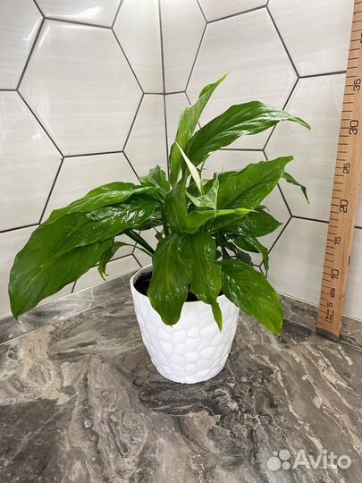 Спатифиллум