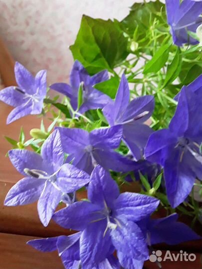 Паслён,кампанула