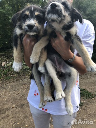 Щенки даром