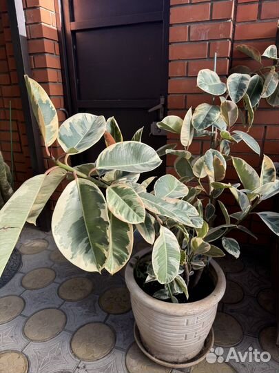 Фикус каучуконосный большой