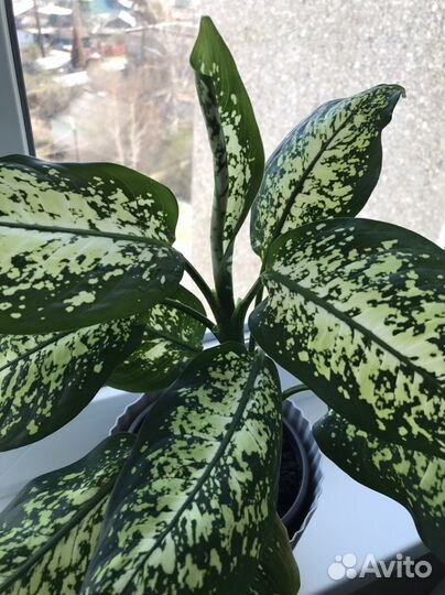 Диффенбахия