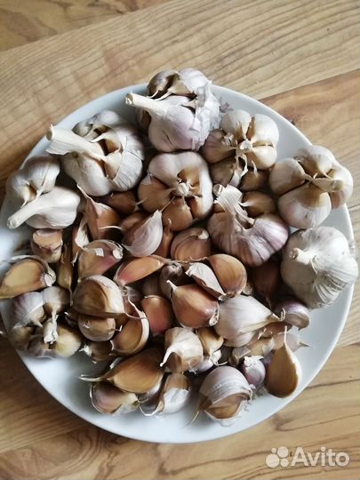 Чеснок зимний на посадку