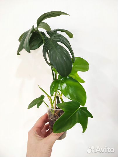 Филодендроны