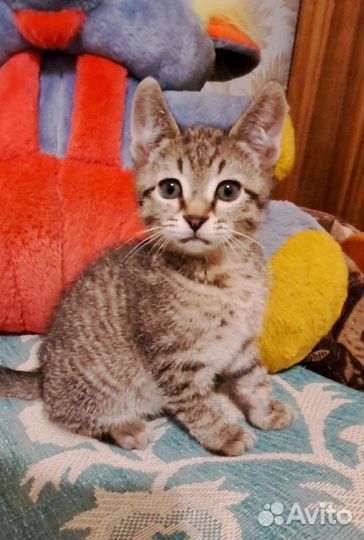 Котенок мальчик