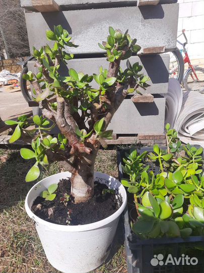 Толстянка (Crassula) денежное дерево