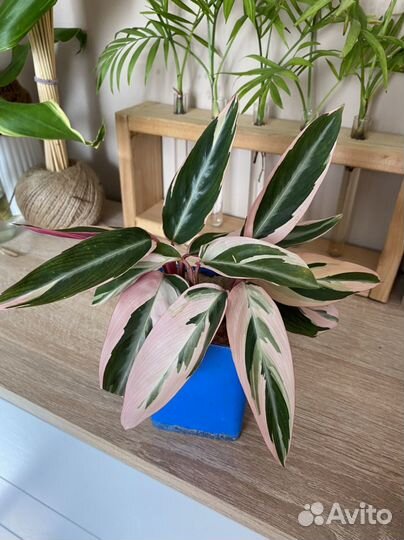 Комнатные растения цветы, строманта