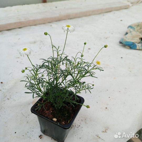 Черенки вегетаивных растений под маточники