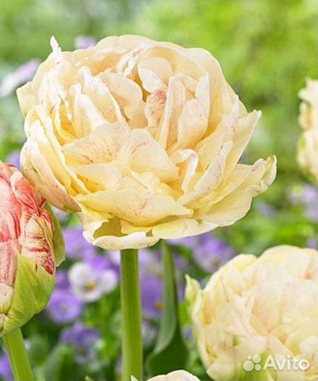 Тюльпаны махровые луковицы