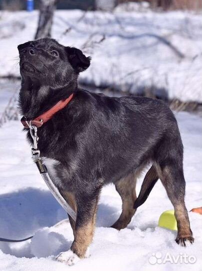 В добрые руки