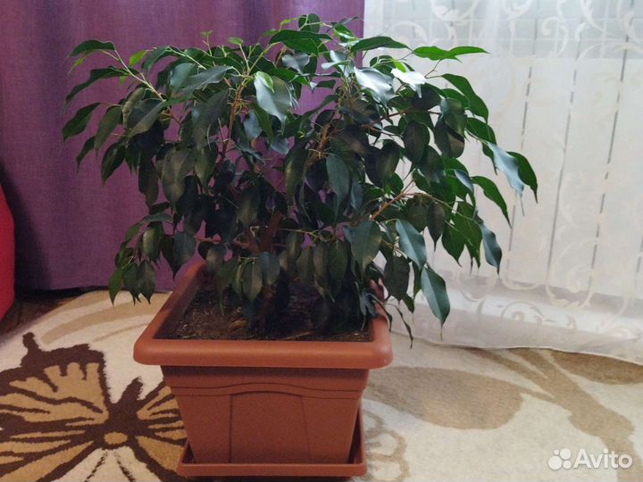 Фикус бенджамина