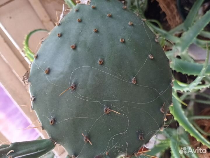 Кактусы и суккуленты(опунция)