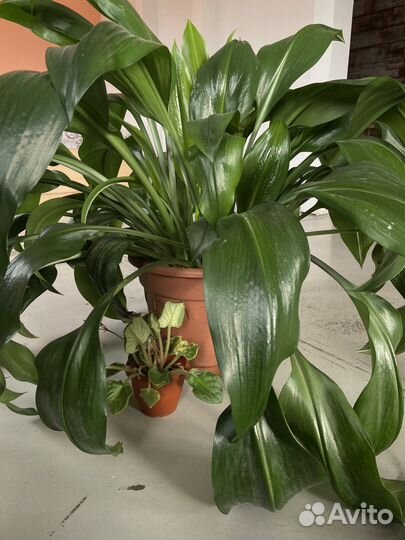 Комнатные цветы