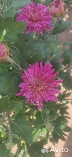 Хризантемы, крокусы