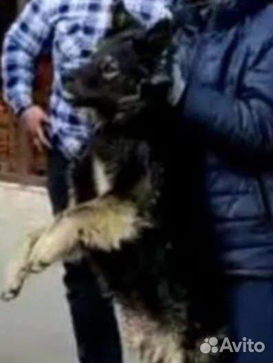 Собаки, спасенные из черного отлова