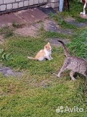 Рыжий котенок пушистый