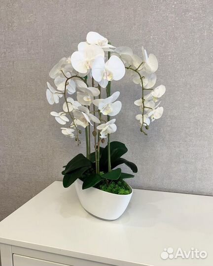 Орхидея