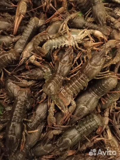 Рак дикий живой