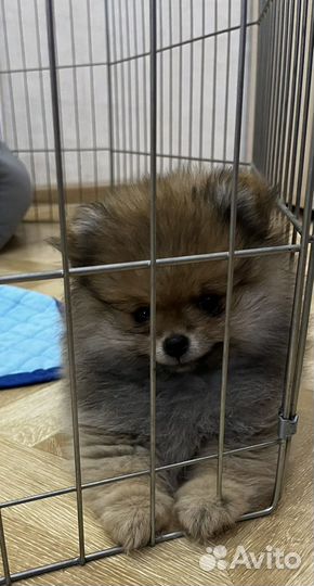 Померанский шпиц