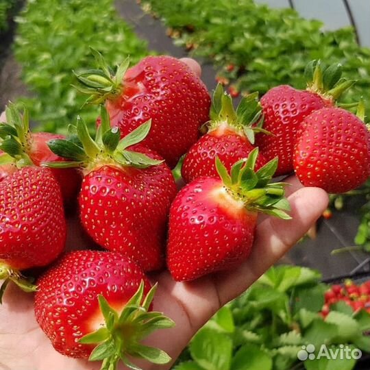 Рассада клубники ксд и нсд сорта в кассетах по 54