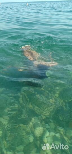 Отдых у моря в Абхазии