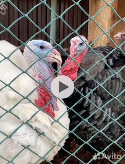 Мясо индюшки