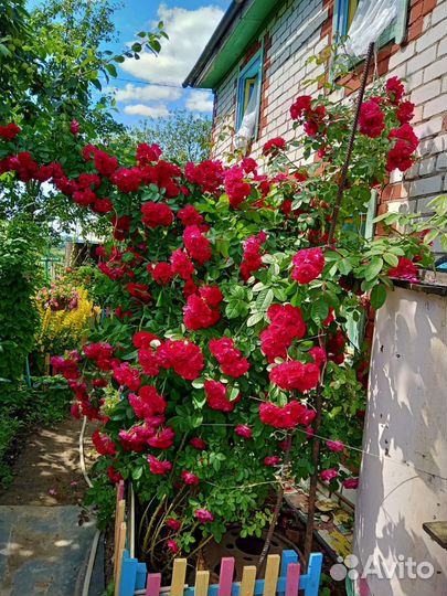 Розы плетистые саженцы