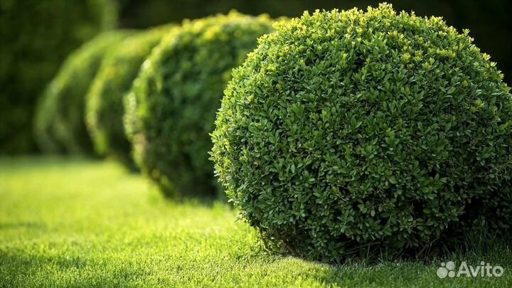 Саженцы самшита