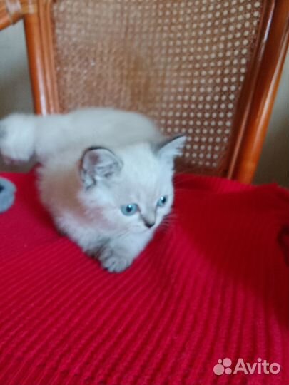 Продам шотландских котят