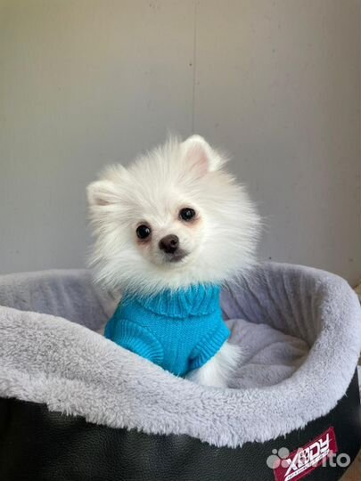 Белая девочка привита полностью