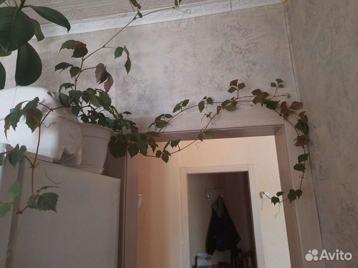 Циссус антарктический, вьюн