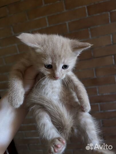 Милые котята в добрые руки