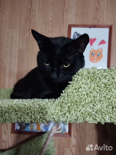Черный кот Маркиз