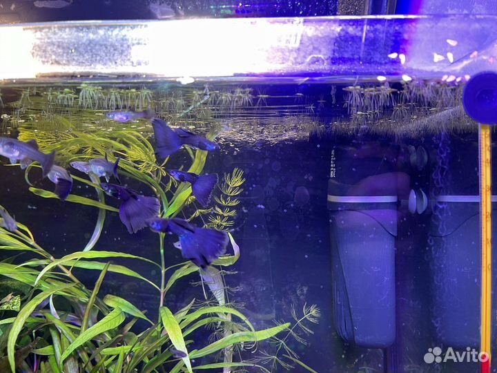 Гуппи московские сине-зелёные, черно-синие