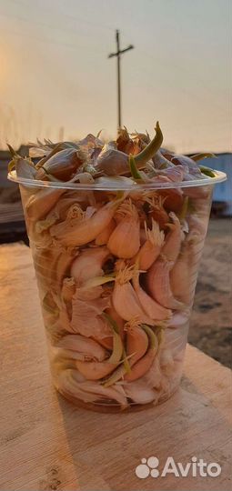 Яровой чеснок