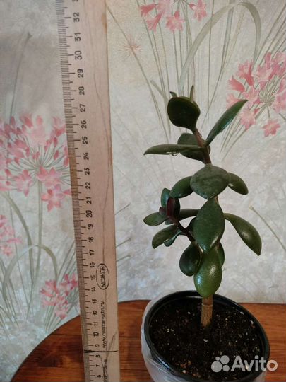 Толстянка денежное дерево