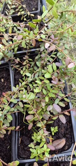 Клюква, брусника, голубика