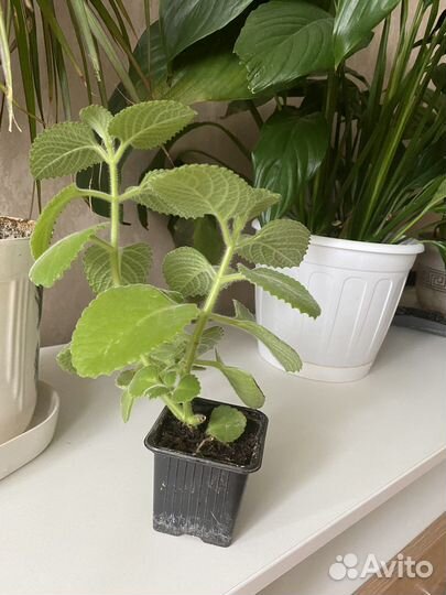 Комнатная мята