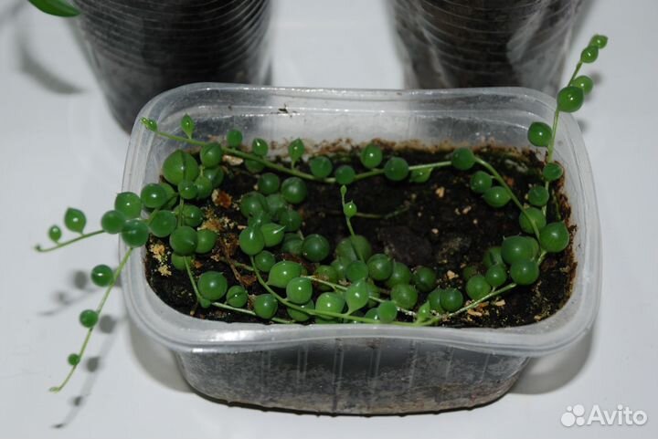 Комнатные растения: Крестовники