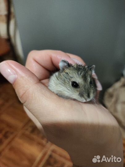 Джунгарский хомяк бесплатно