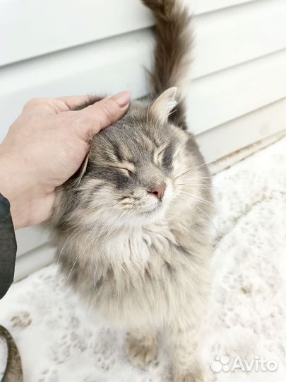 Котик Серый