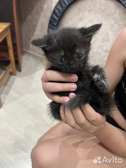 Британские котята
