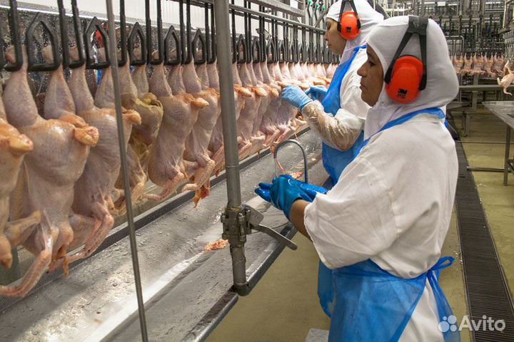 Рабочие/Проживание, Питание бесплатно/Садгород