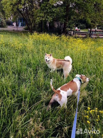 Услуги кинолога