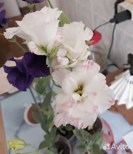 Эустома-лизиантус