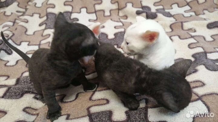 Котики корниши