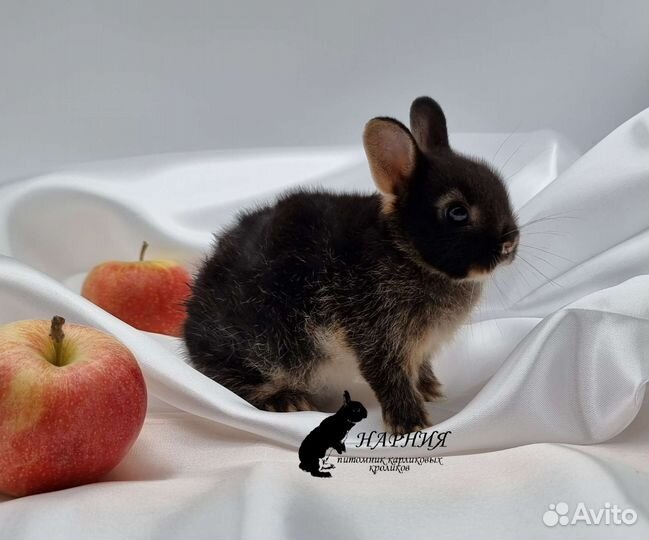 Карликовый кролик