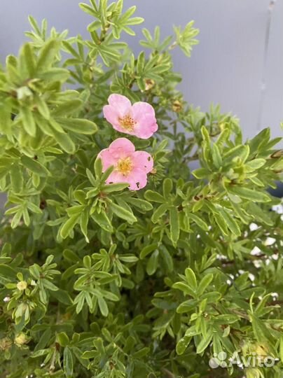 Лапчатка розовая Лавли пинк