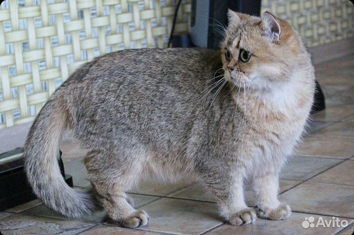 Золотая шиншилла